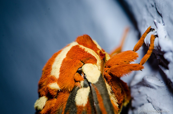 Regal Moth