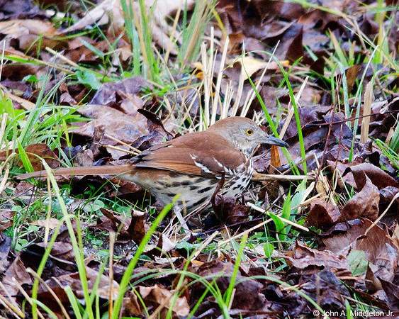 Brown Thrasher