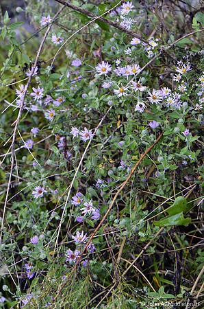 Vining Aster