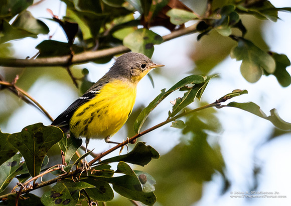Magnolia Warbler