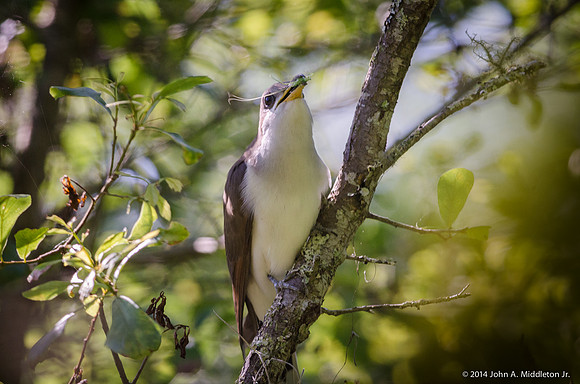 Yellow Billed Cukoo with Prey