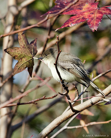 Eastern Phoebe