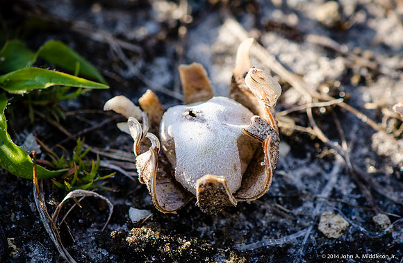 Earthstar
