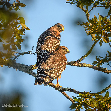Red-shouldered Hawk Pair