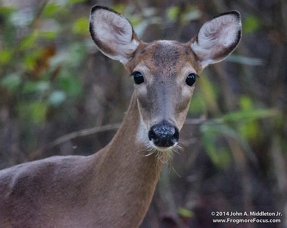 Whitetail Deer Doe